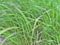 Preview: Zizania latifolia Wasserreis